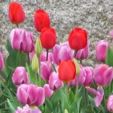 photo of Michelle S.