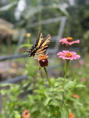 photo of MsMJ_0509 J.