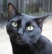 Photo of Merlisko P.