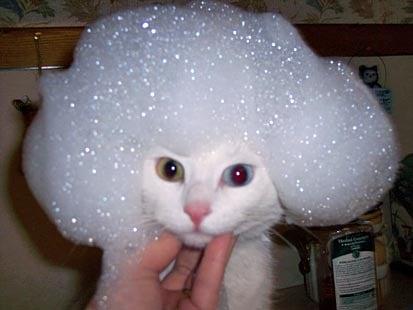 photo of Traveller A.