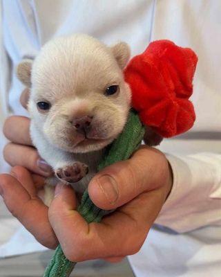 photo of Desiraye T.