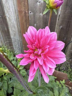 photo of Stephanie R.