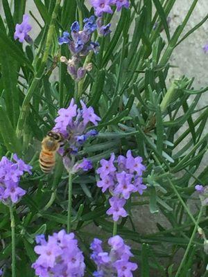 photo of Gardens Delight E.