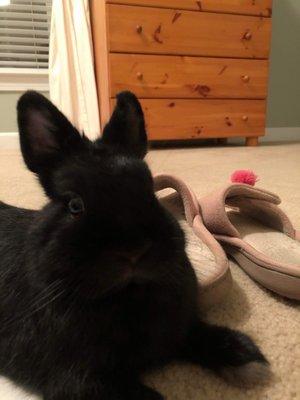 photo of LeLapinAffamé N.