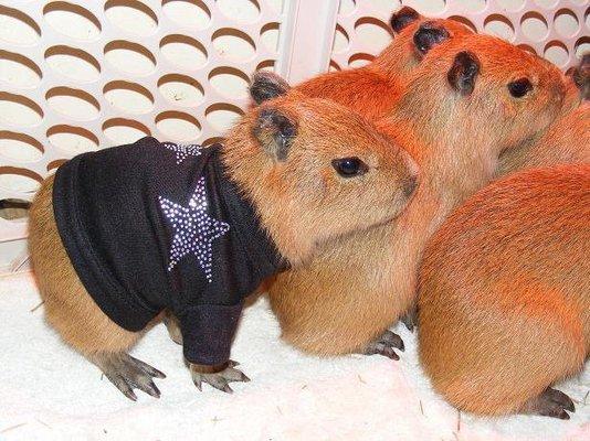 photo of Elizabeth A.