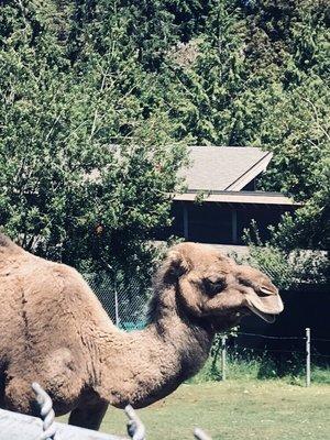 Photo of Veronica A.