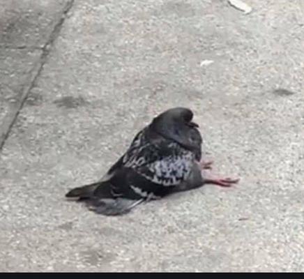 photo of Sitting Pigeon Y.