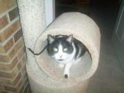 photo of Sylvester A.