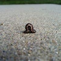 photo of Stephanie A.