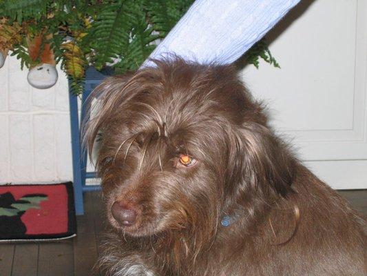 photo of LouLou P.