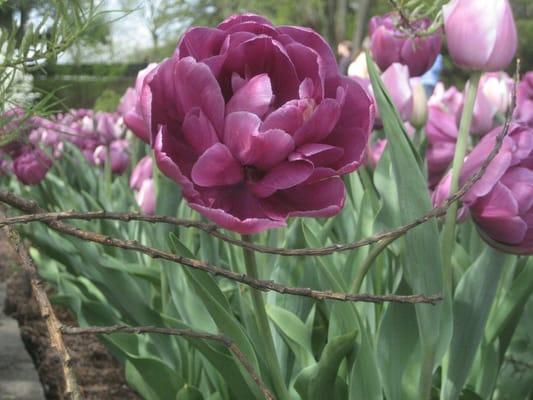 photo of Kristine G.