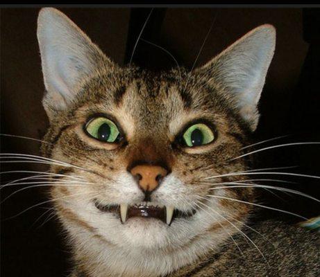 photo of BakeNeko D.