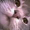Photo of Ammy D.