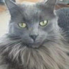 photo of Frankie Kat C.