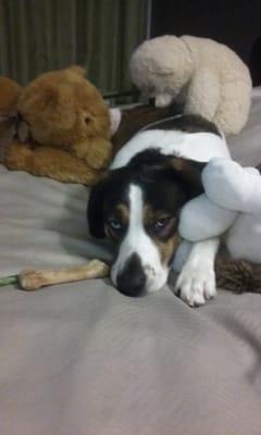 Photo of Razzle L.