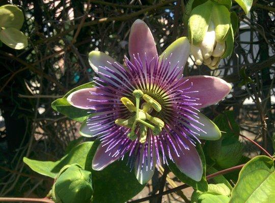 photo of AquaFairy M.