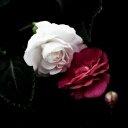 photo of CarlaJay L.