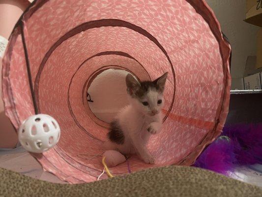 photo of Peace0nPluto X.