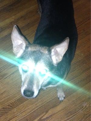 photo of Foxy B.