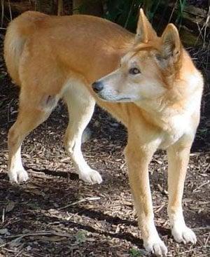 photo of Jindo F.