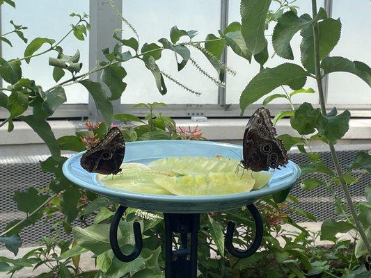 photo of Samantha C.