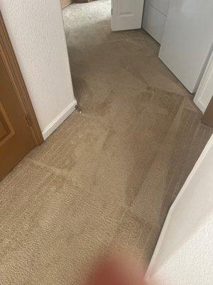Carpet Cleaning Pros