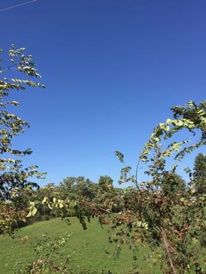 Prairie Oaks Institute