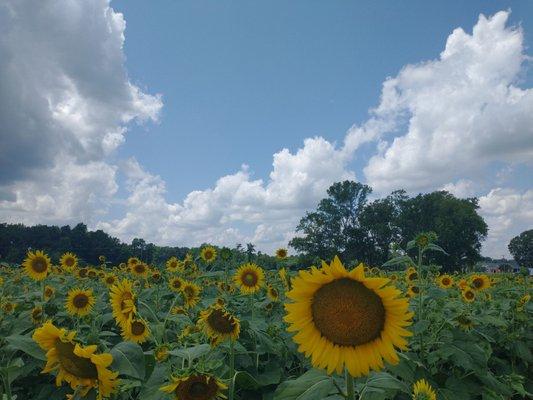 Collin's Produce and Flower Farm