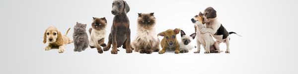 Debbie's Pet Service