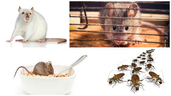 Section 8 Exterminate