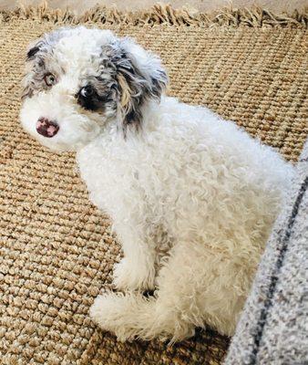 Best Dog Groomers Colorado Springs