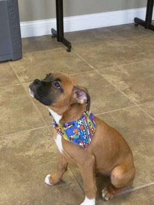 Bulit's 1st Puppy Bath! He was a trooper!