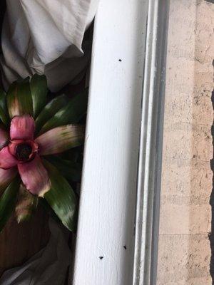 Guadalupe Plaza Apartments