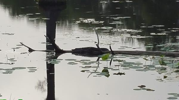 Yazoo National Wildlife Refuge