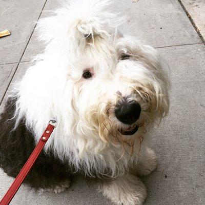 Shampoodles Pet Care