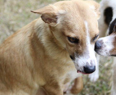 April is ready for adoption!