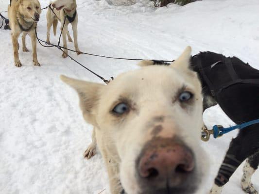 Dogsled Express Guided Tours