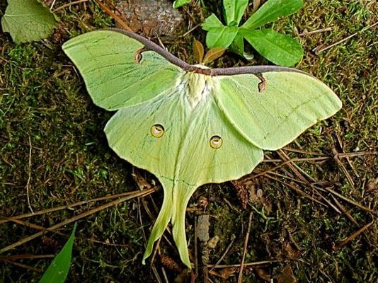 Undergraduates Preschool Academy