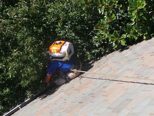 Rope and Harness system with a Stihl Br 600.