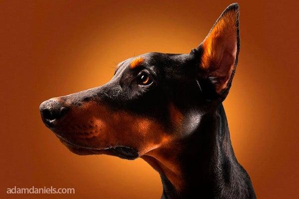 dog photography Chicago