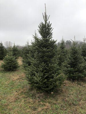 Our 2020 chosen tree.