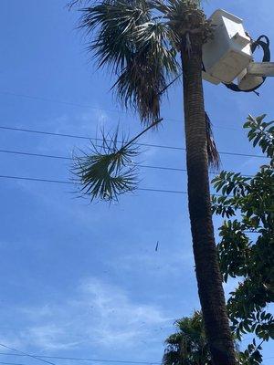 Garcia Tree Service