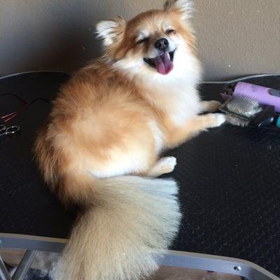 Grooms starting at $20