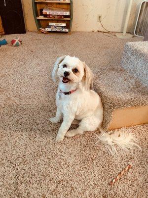 River Road Pet Grooming & Boarding