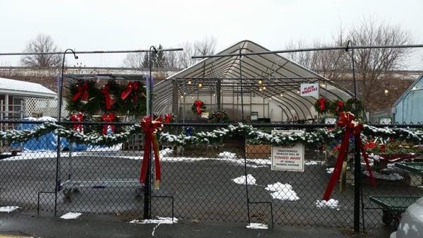 Angelo's Golden Harvest