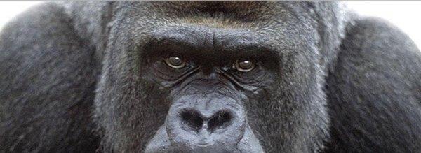 Urban Gorilla (credit TMBA)