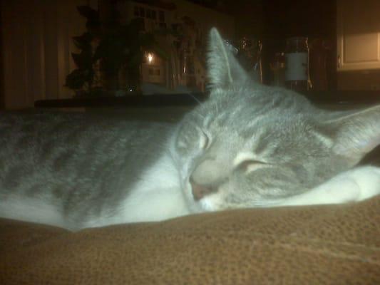 Cat's Meow Pet Sitting Services