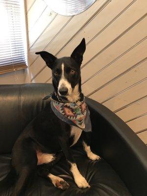 Jameson!! The office therapy dog!