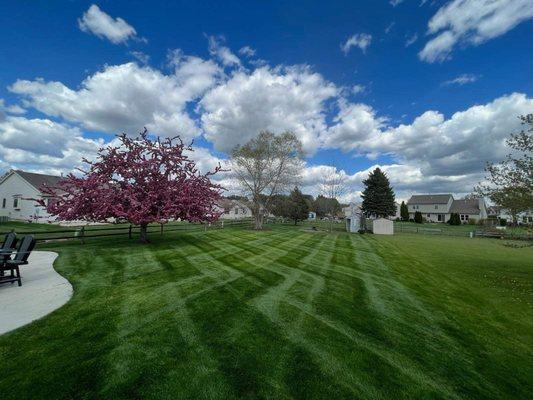 Urban lawn and Landscape
