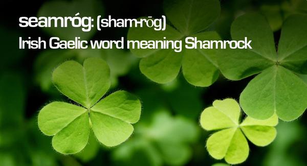 Seamrog Technology Solutions